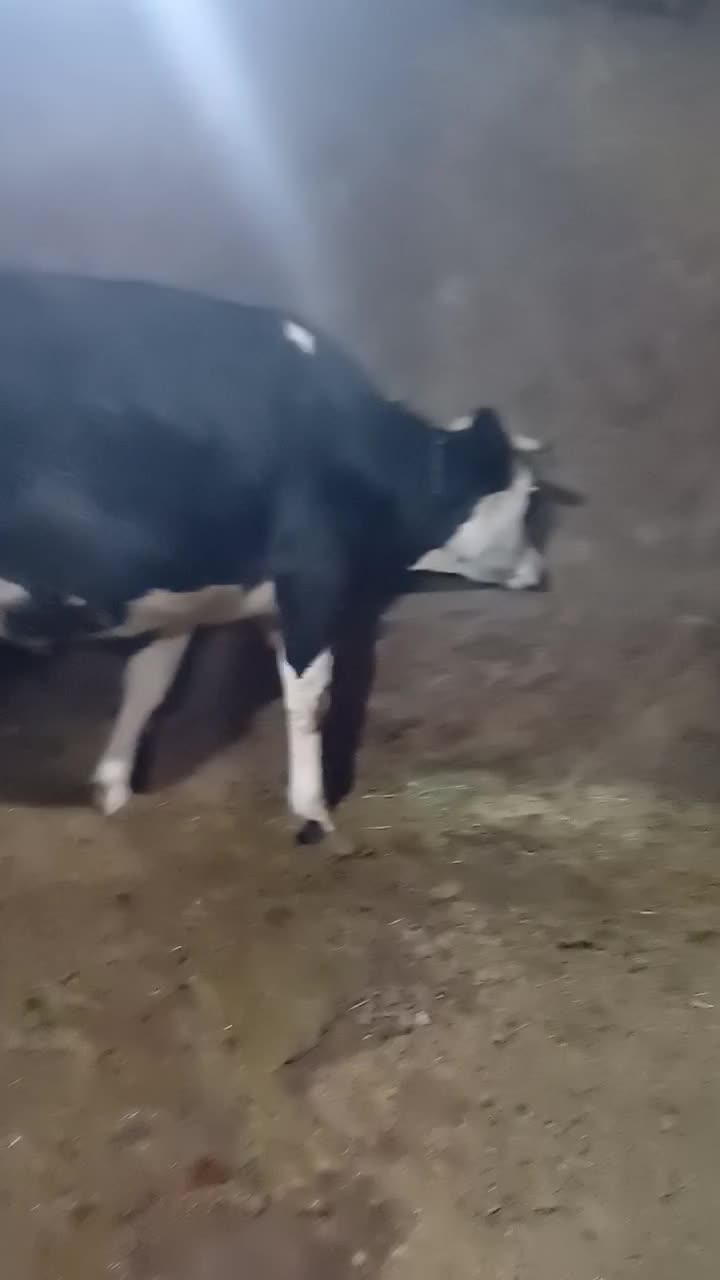 گاوسیمنتال با گوساله ماده|حیوانات مزرعه|ایجرود, |دیوار