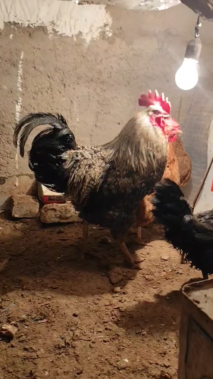 4 عدد مرغ تخمگذار و 1 عدد خروس محلی|حیوانات مزرعه|قرچک, داوود آباد|دیوار