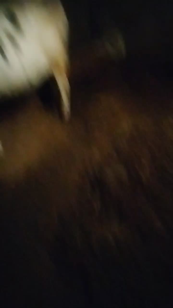 گاو|حیوانات مزرعه|هریس, |دیوار