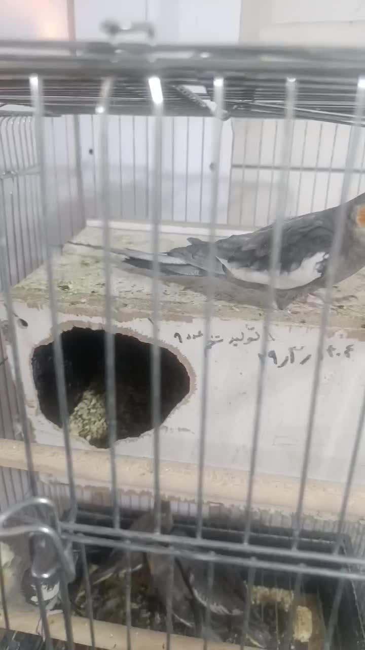 جفت مولد عروس هلندی|پرنده|فسا, |دیوار