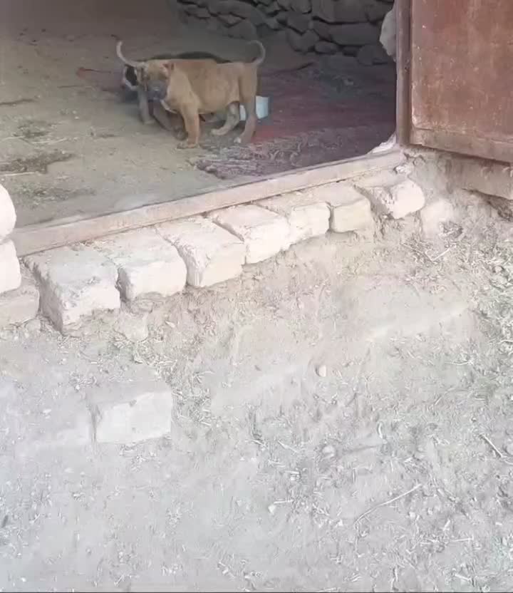 توله پژدر|سگ|جوین, |دیوار