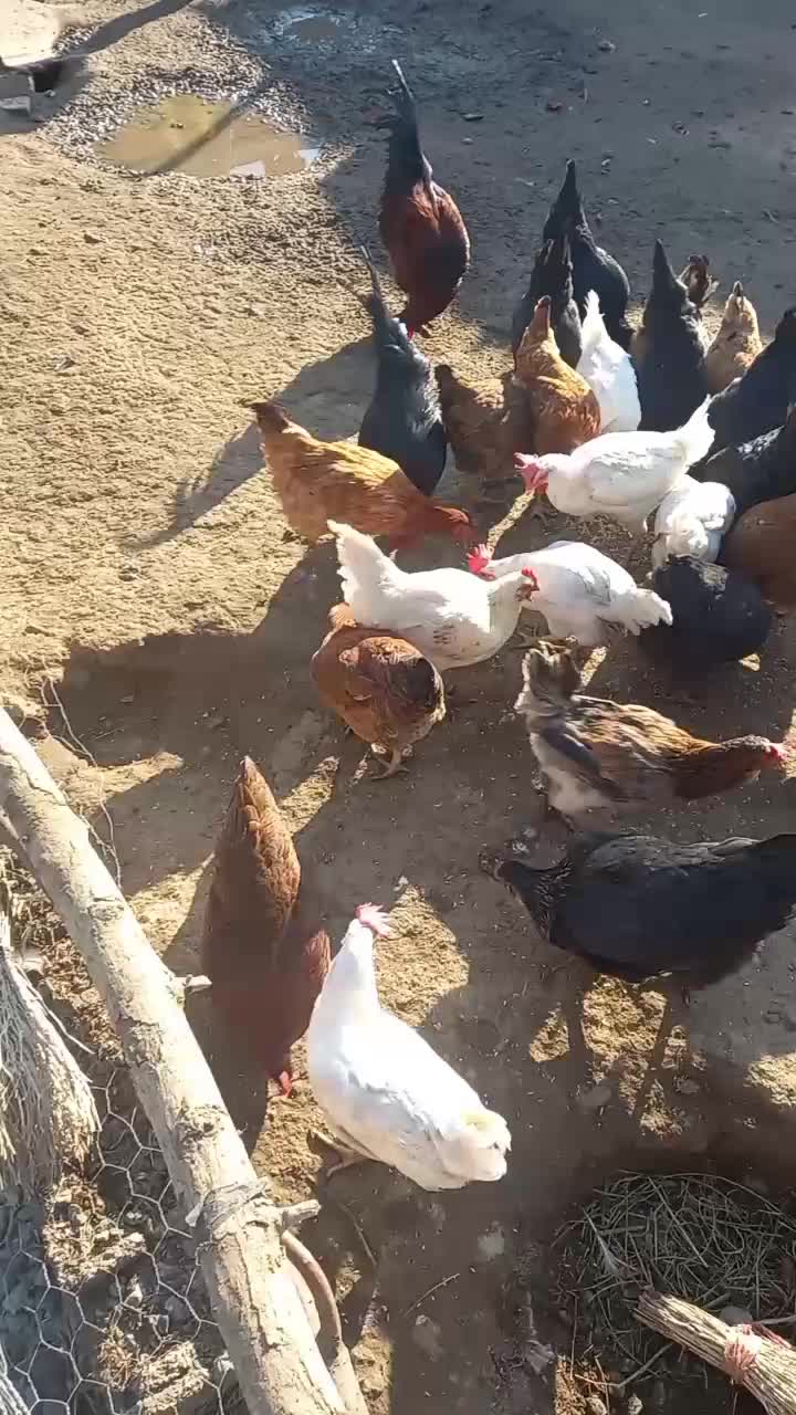 مرغ جوان|حیوانات مزرعه|انزل, |دیوار