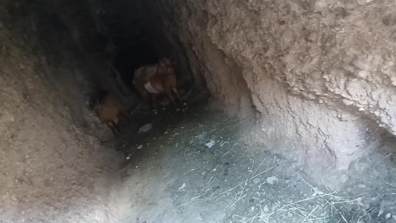 بزوکره|حیوانات مزرعه|کوهساران, |دیوار