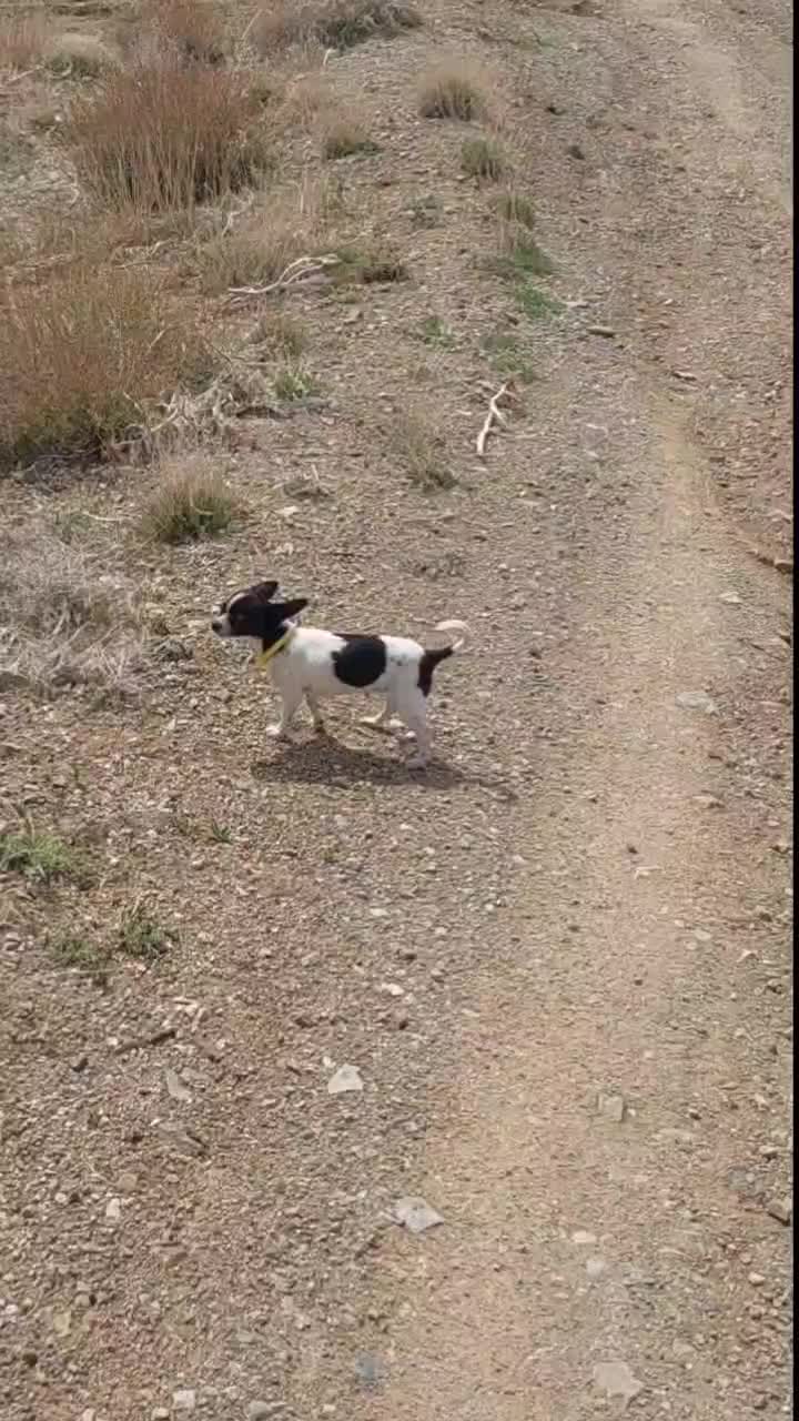 ماده شیهواوا سایز صفر اپل هد|سگ|یزد, |دیوار