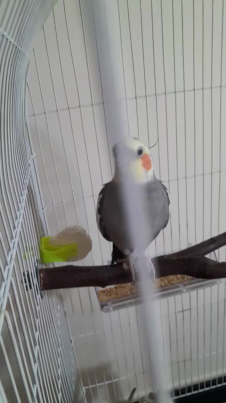 عروس هلندی|پرنده|اردبیل, |دیوار