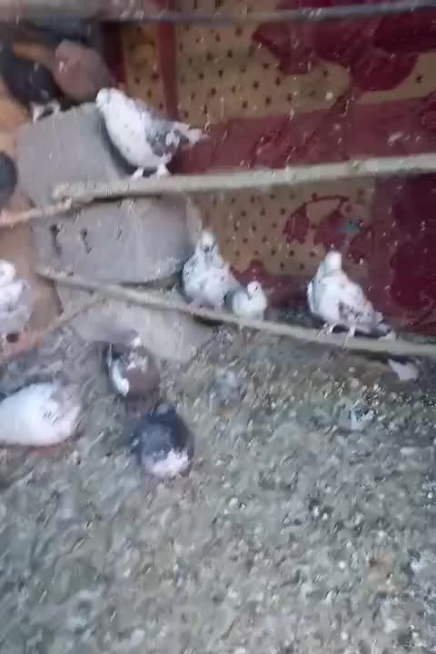 کبوترپرشی|پرنده|شهریار, اصیل آباد|دیوار