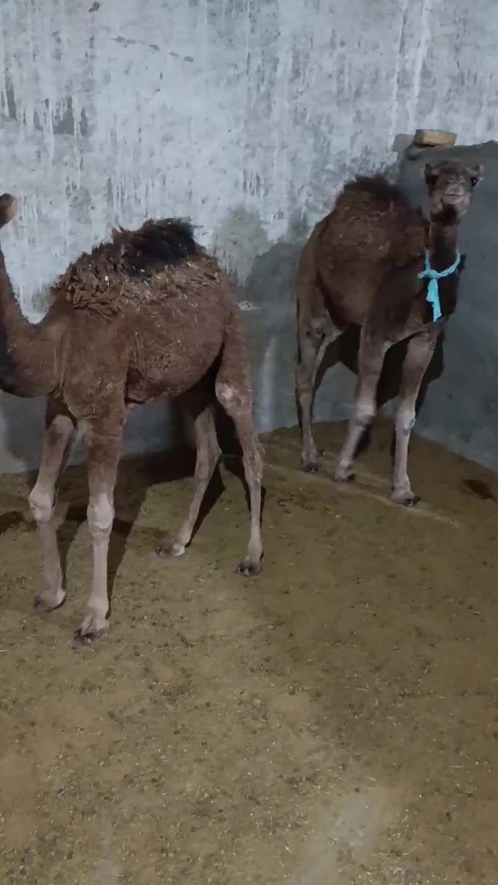 دوتاشترنرفروشی.|حیوانات مزرعه|تربتحیدریه, پائین ولایت|دیوار