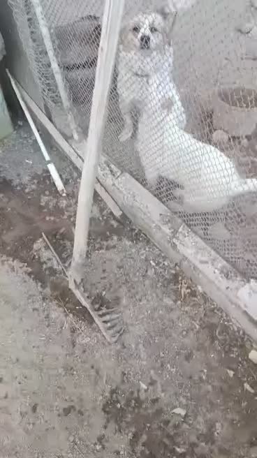 سگ پاکوتاه|سگ|اراک, |دیوار