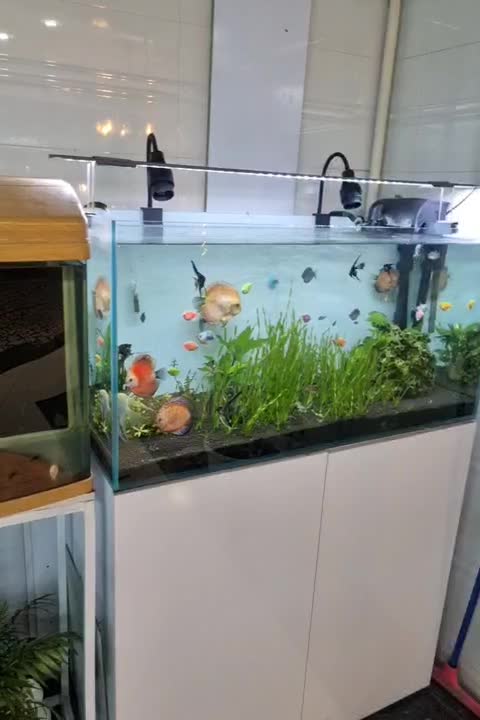 انواع ماهی و لوازم آکواریوم|ماهی|بابل, |دیوار