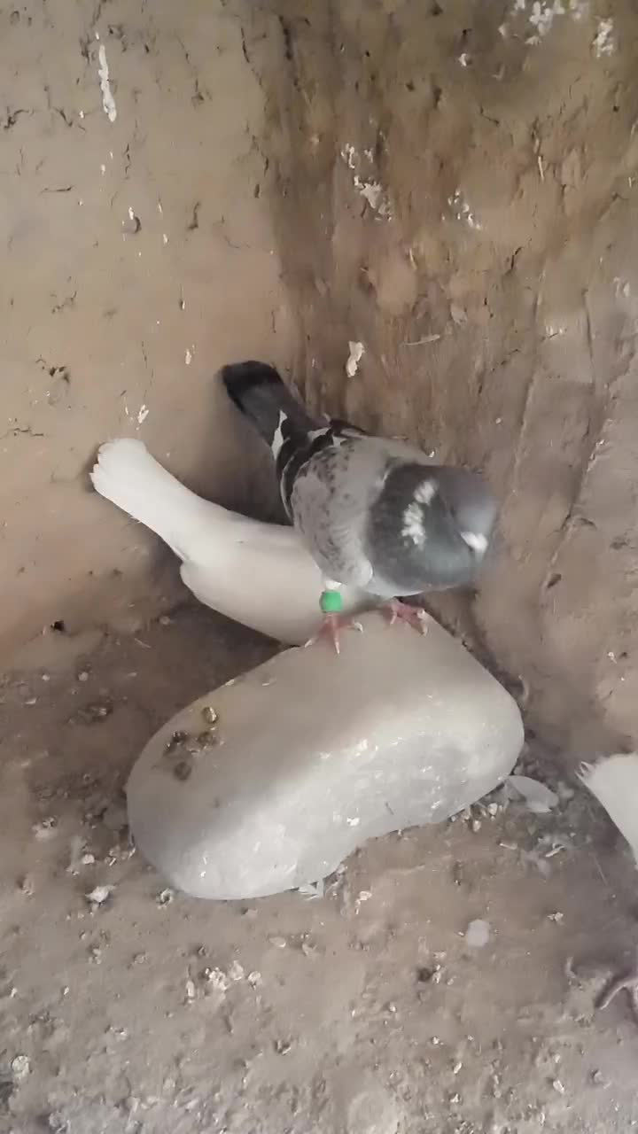 کفتر|پرنده|خواف, |دیوار