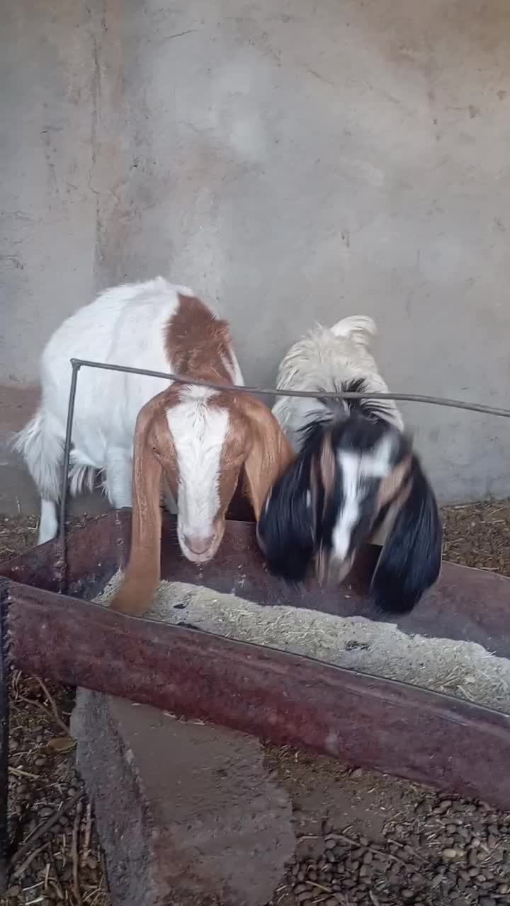 یک عددکولاربزغاله آبستن.بادوتابزغاله نروماده|حیوانات مزرعه|شهرآباد, |دیوار