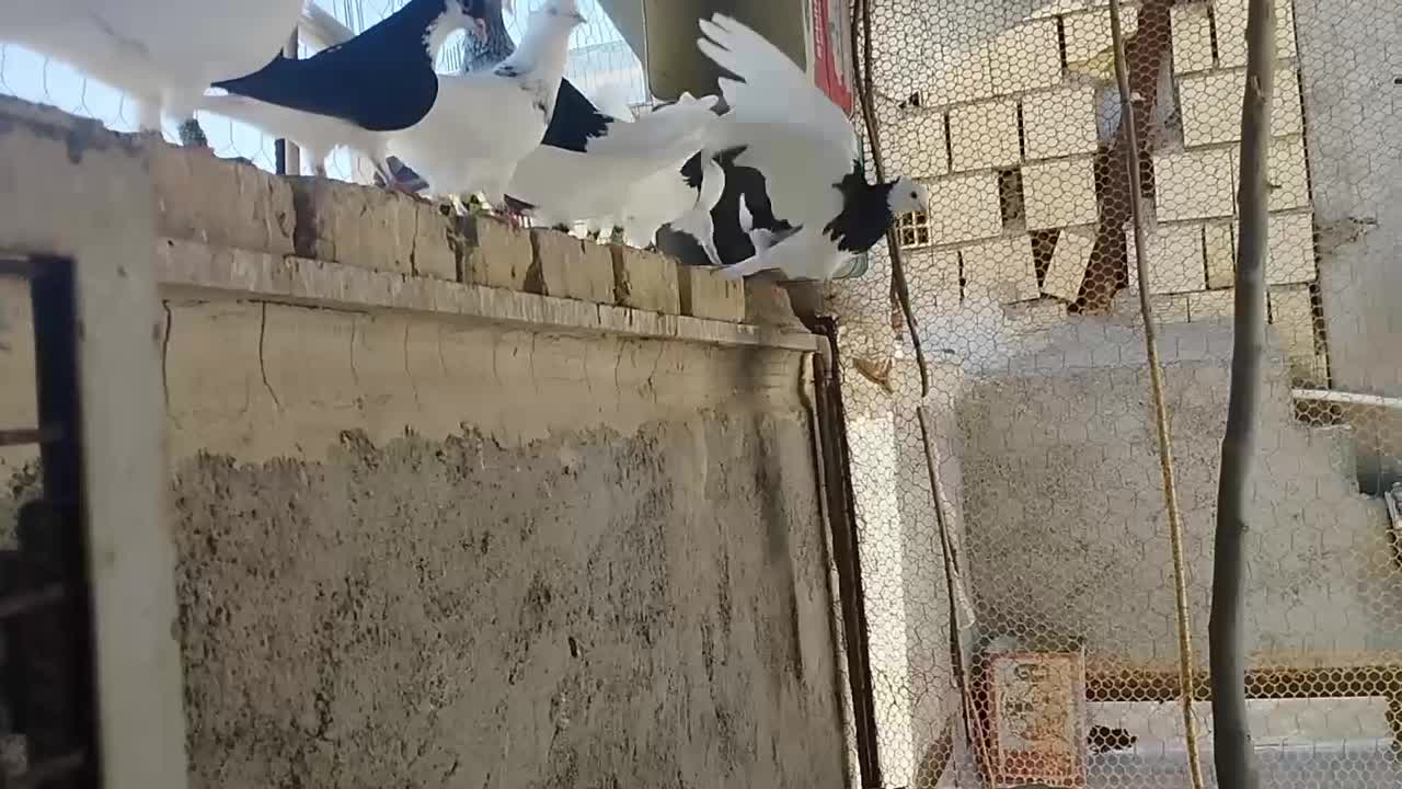 کفتر رنگی|پرنده|الوند, |دیوار
