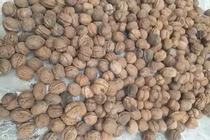 گردو کیلویی ۳۰۰ هزار تومان|خوردنی و آشامیدنی|اطاقور, |دیوار