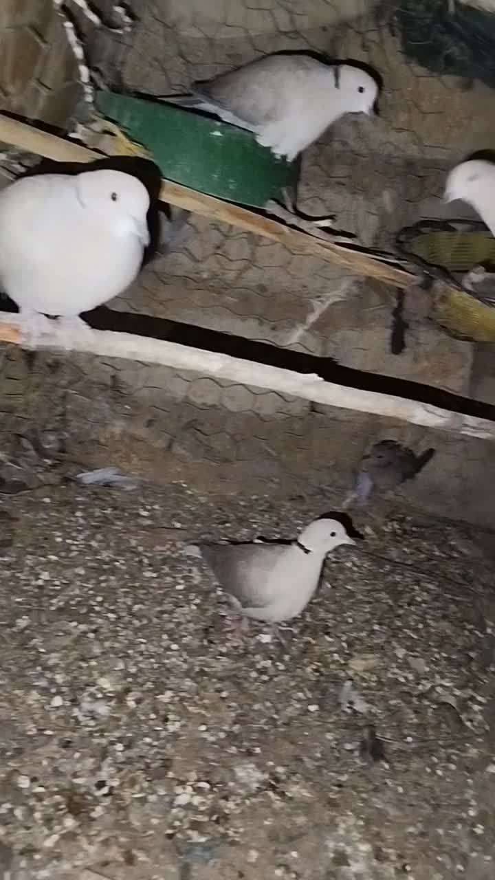 کبوتر باغی|پرنده|جزنیک, |دیوار