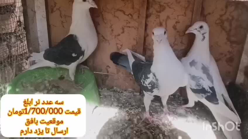 ۳عدد نر ابلغ|پرنده|بافق, |دیوار