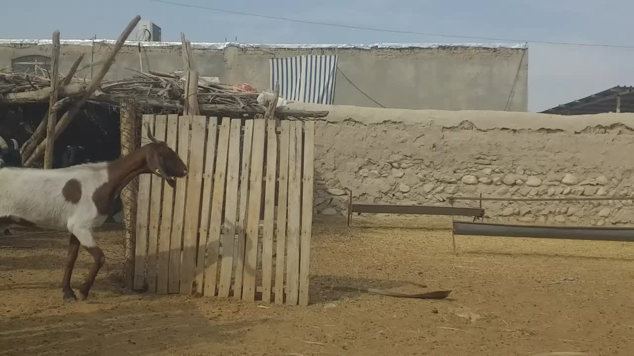 فروش بز داشتی|حیوانات مزرعه|لامرد, |دیوار