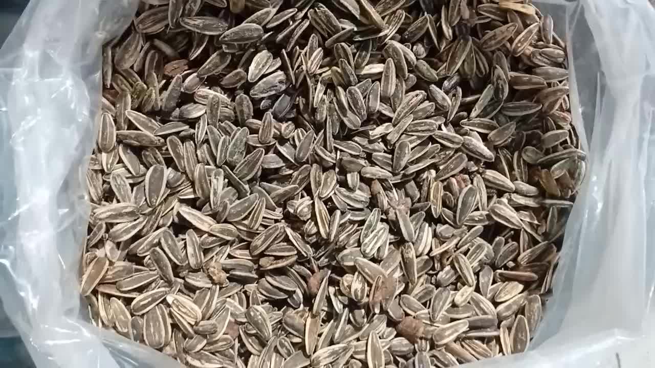 تولیدوپخش تخمه خام تفت داد تناژ|عمدهفروشی|مشهد, مهدی آباد|دیوار