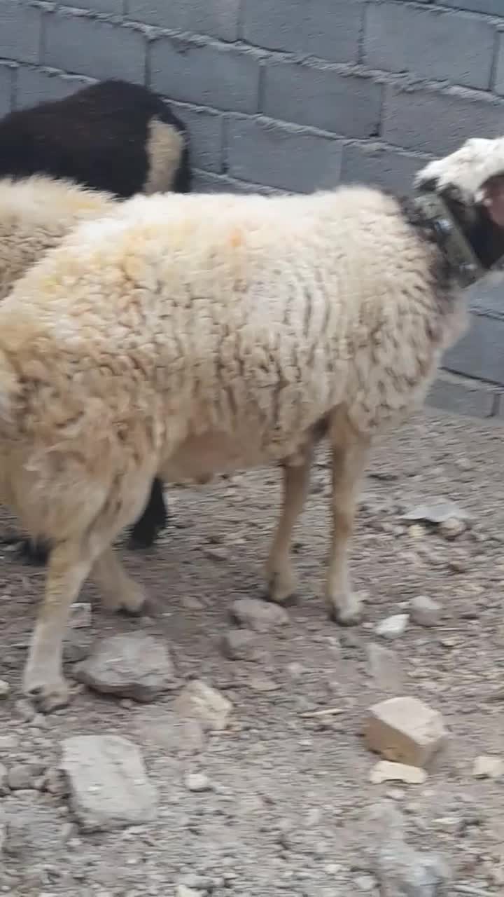 قوچ|حیوانات مزرعه|خمین, |دیوار