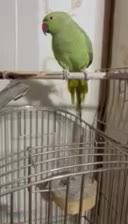 طوطی ملنگو و برزیلی|پرنده|الیگودرز, |دیوار