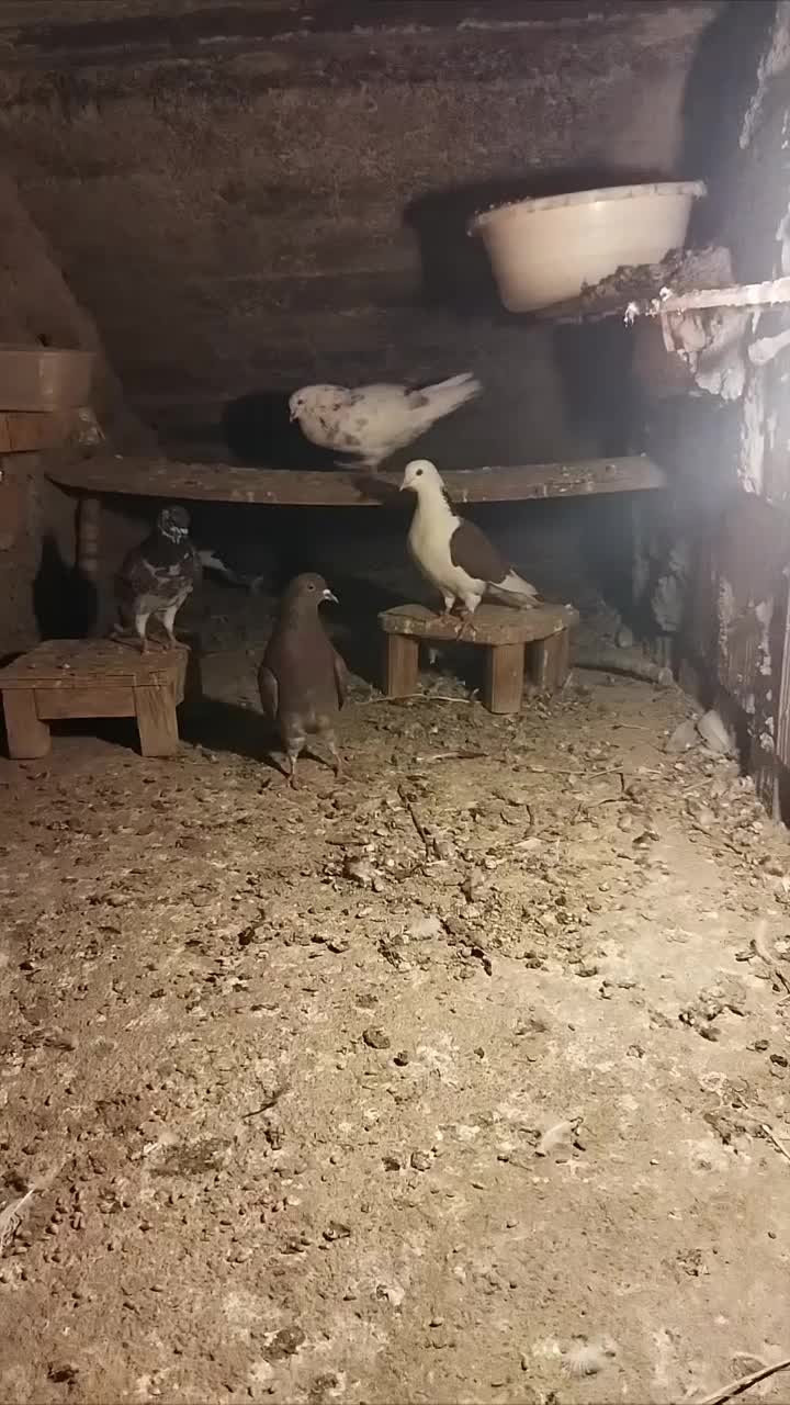 کبوتر|پرنده|گرگان, |دیوار