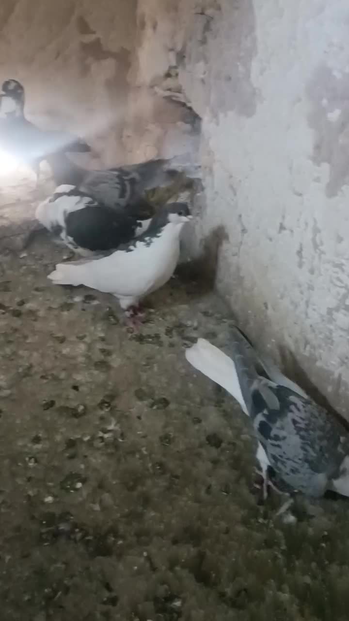 کبوترنوبازی|پرنده|مشهد, نیزه|دیوار