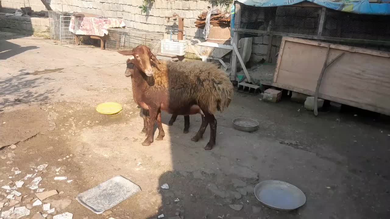 گوسفند بابره ماده|حیوانات مزرعه|شیرگاه, |دیوار