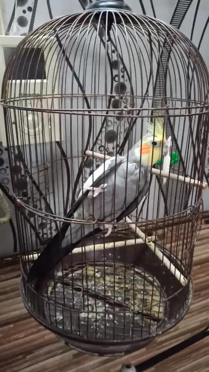 عروس هلندی نر|پرنده|کاشان, امام خمینی|دیوار