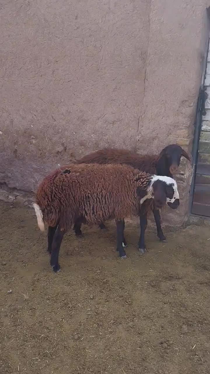 کاور بره ماده|حیوانات مزرعه|تربت‌حیدریه, مورشک|دیوار