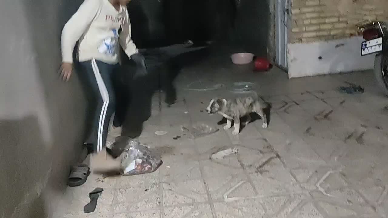 توله سگ|سگ|مشهد, تبادکان|دیوار