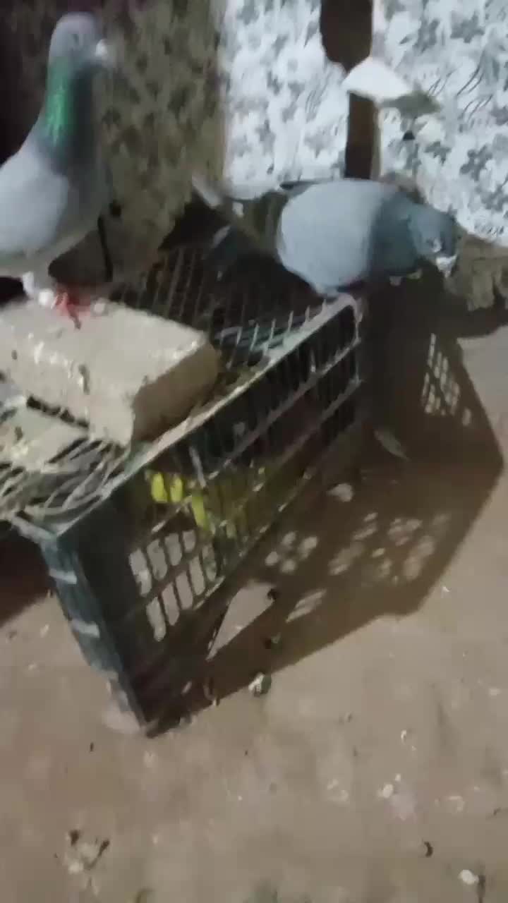 کفتر آلمانی|پرنده|تربت جام, میرقوام الدین|دیوار