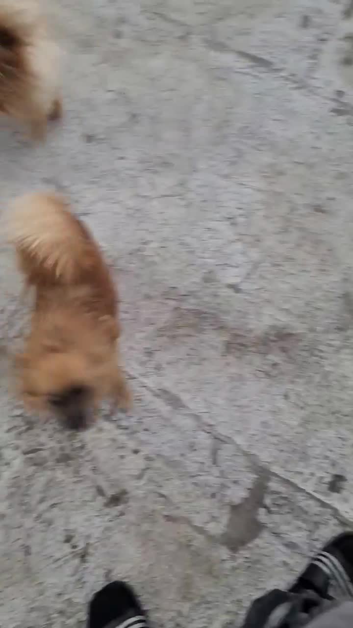 دو عدد پامر نر وماده|سگ|اندیشه, اندیشه فاز ۲|دیوار