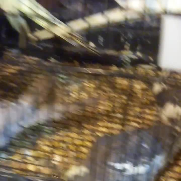 کوتوله برزیلی/ جوجه عروس هلندی|پرنده|صدرا-فارس, فاز ۱|دیوار