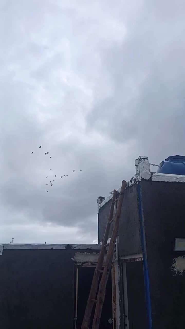 کبوتر|پرنده|شیروان (خراسان), |دیوار