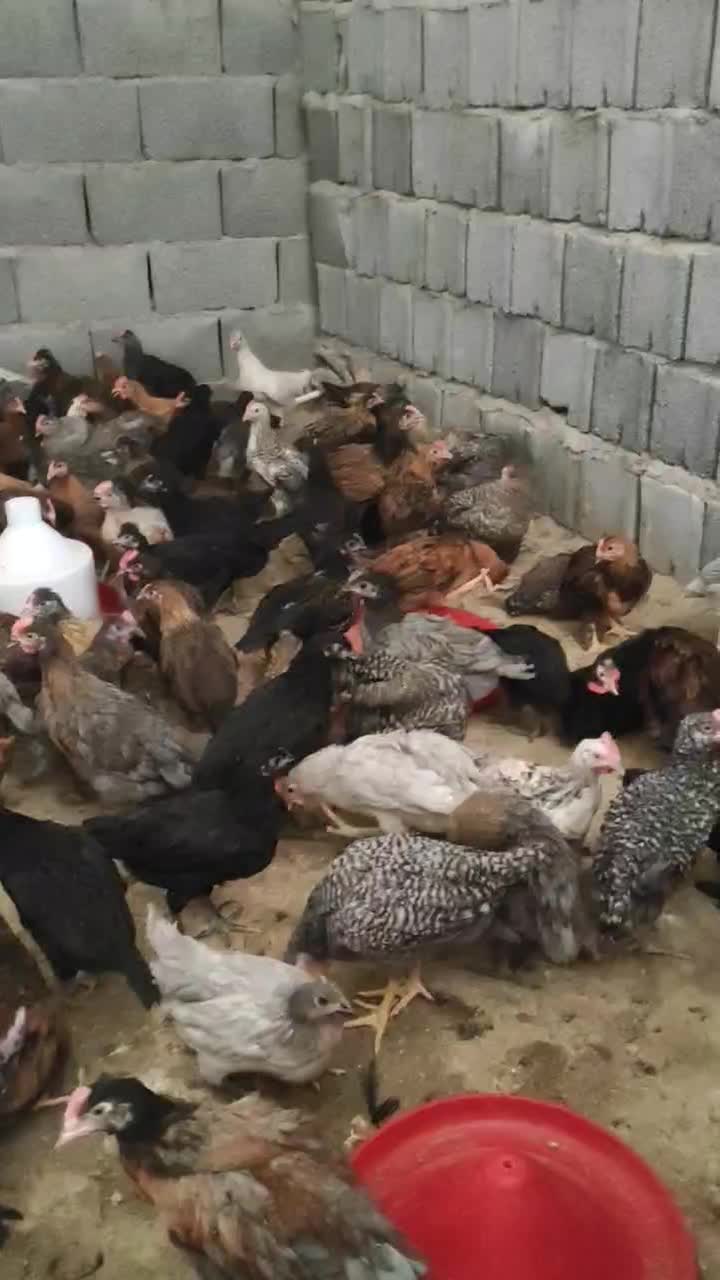 جوجه دورگه گلپایگانی و محلی|حیوانات مزرعه|جم, |دیوار