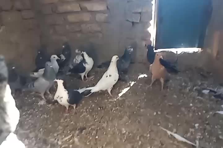 کبوتر|پرنده|رفسنجان, |دیوار