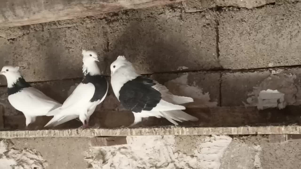 کبوتر دوکت|پرنده|سیسخت, |دیوار