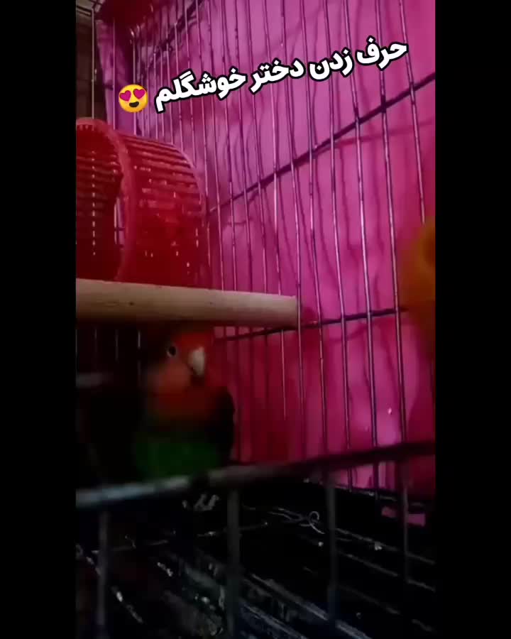 طوطی برزیلی سخنگو ماده نیمه رام|پرنده|ساری, |دیوار