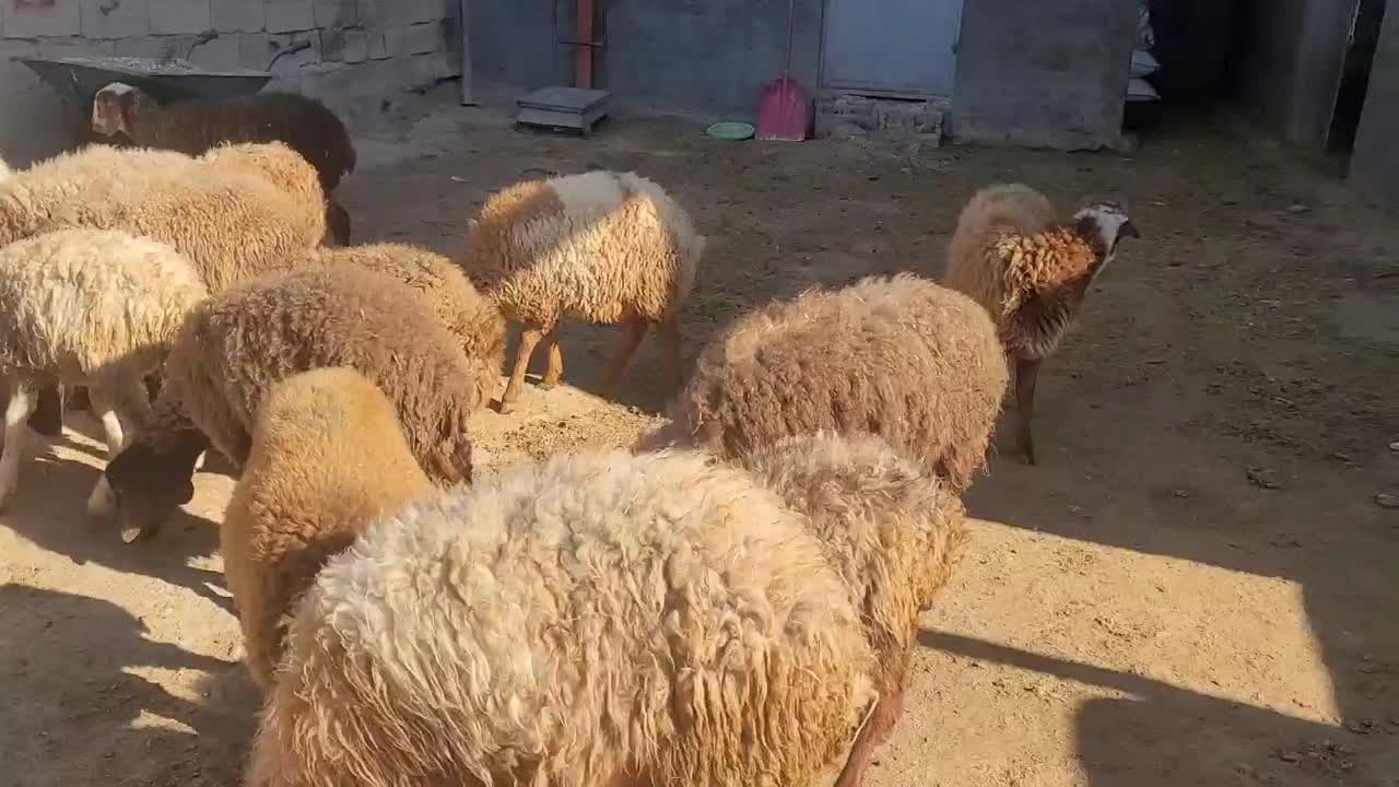 بره ماده|حیوانات مزرعه|کرمانشاه, |دیوار