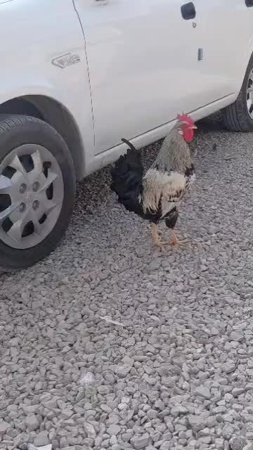 خروس محلی|حیوانات مزرعه|کوه چنار, |دیوار