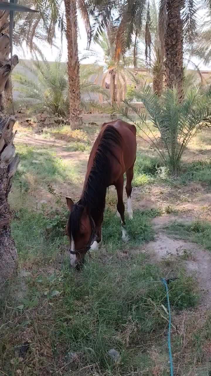 اسب|اسب و تجهیزات اسب‌سواری|مهران (هرمزگان), |دیوار