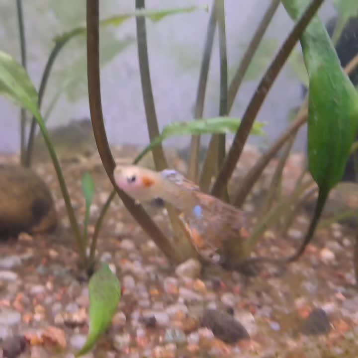 اکواریوم ۵۰ سانتی پلنت با لوازم و ماهی|ماهی|رشت, حومه رشت|دیوار