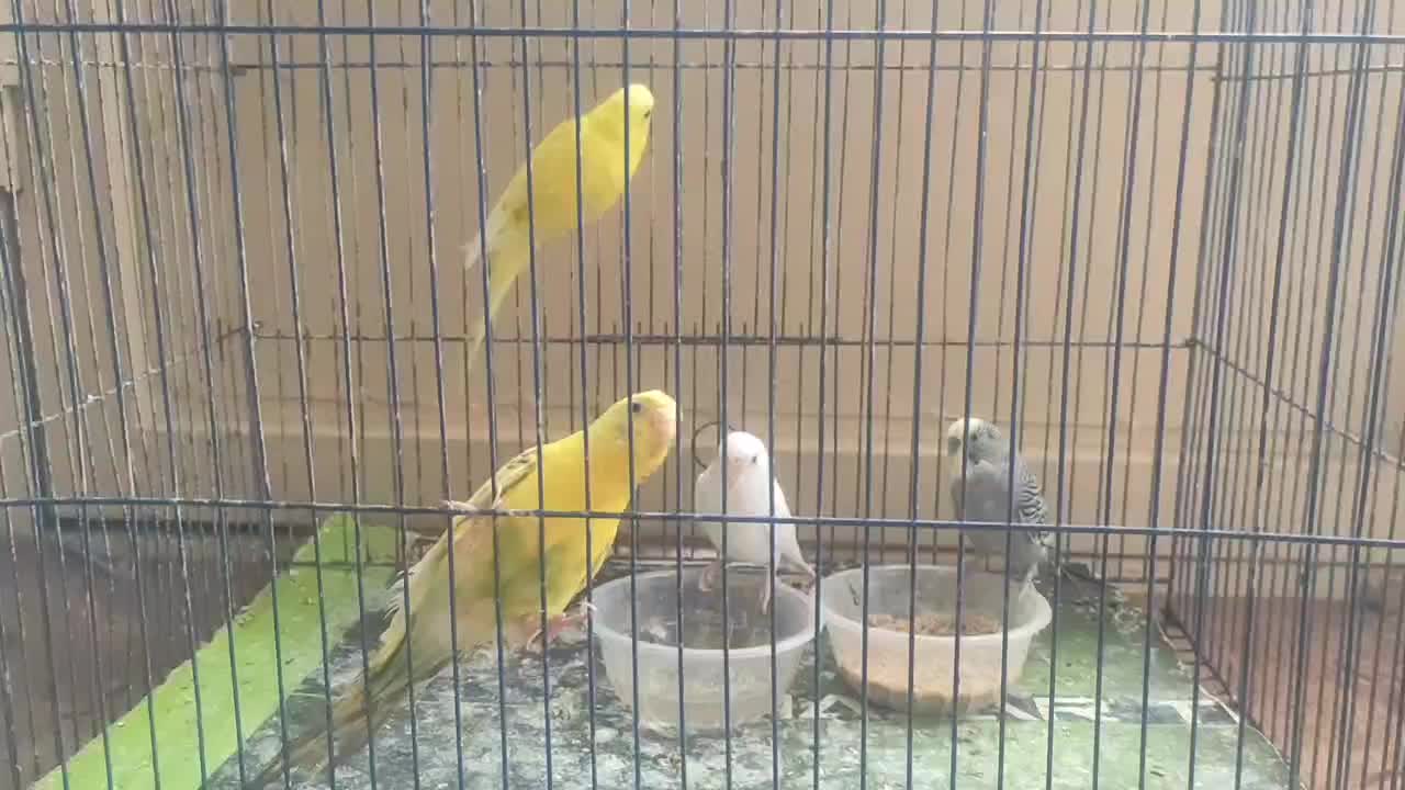 مرغ عشق|پرنده|جناح, |دیوار