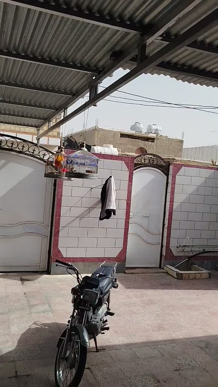 سهره خاکی|پرنده|امیدیه, |دیوار