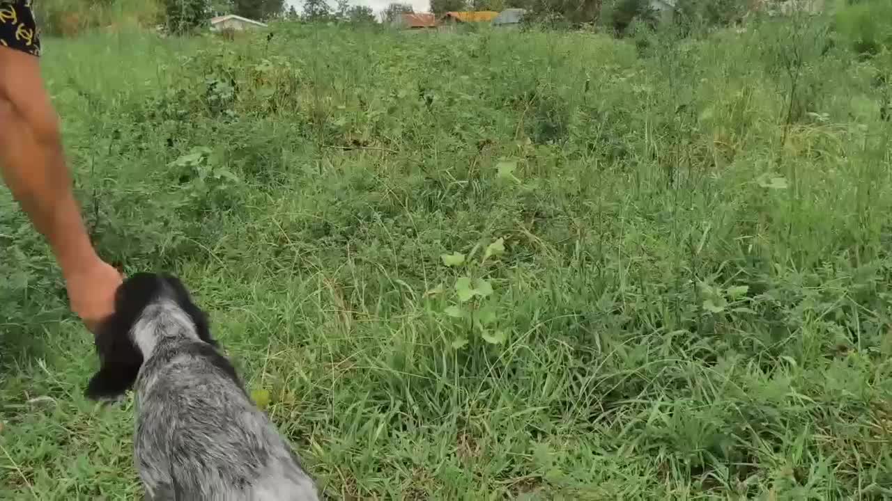 سگ شکاری سیتر فرانسه آموزش دیده چهارماه نر|سگ|رشت, حومه رشت|دیوار