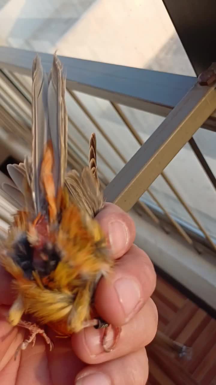 قناری سوخته سرخ نگرو نره مست|پرنده|شاهین‌شهر, شهرک امام علی|دیوار