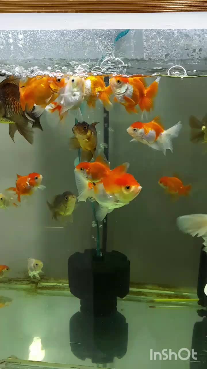 ماهی گلدفیش وارداتی|ماهی|اسلام‌‌آباد غرب, |دیوار