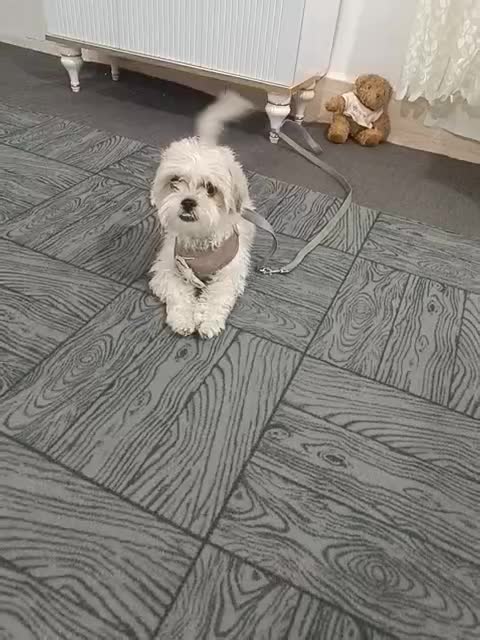 سگ شیتزو|سگ|خرم‌آباد, |دیوار