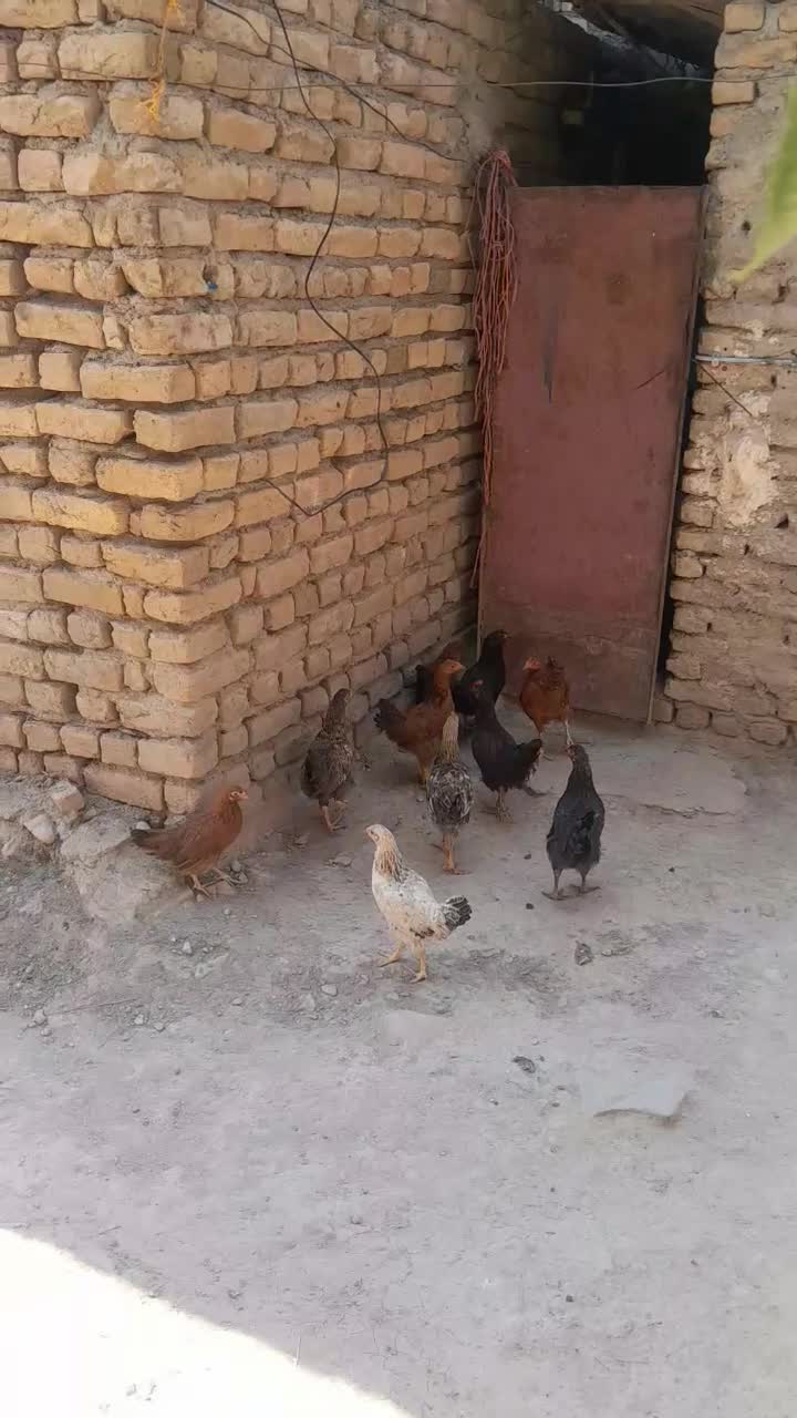 جوجه|حیوانات مزرعه|قوچان, |دیوار