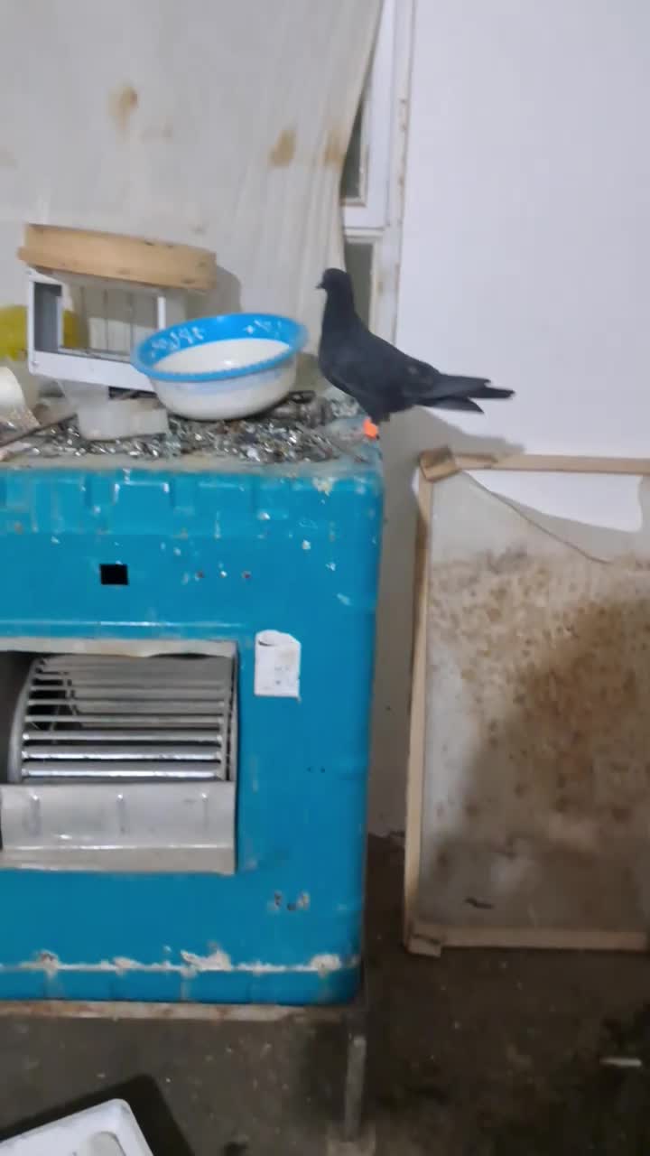 کرمونی|پرنده|تربت‌حیدریه, حاجی یار‎|دیوار