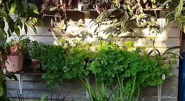 فروش حضوری گل‌های خانگی|گل و گیاه طبیعی|کرج, شهرک بهداری|دیوار